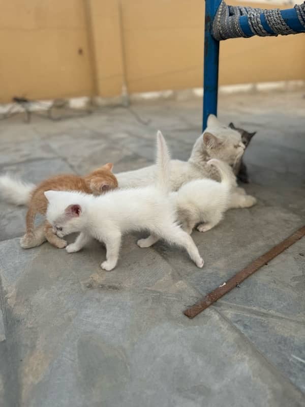 persian cat baby white brown black brown 3