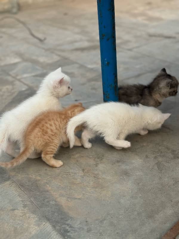 persian cat baby white brown black brown 4