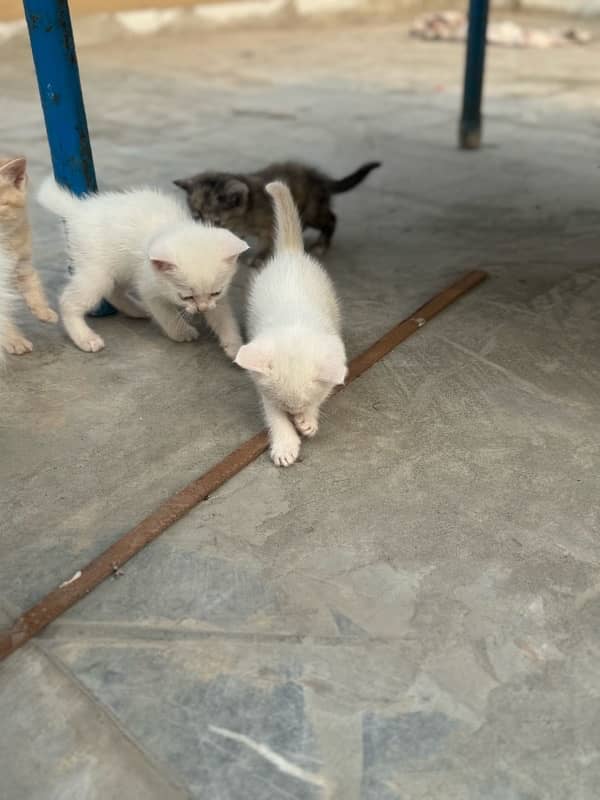 persian cat baby white brown black brown 5