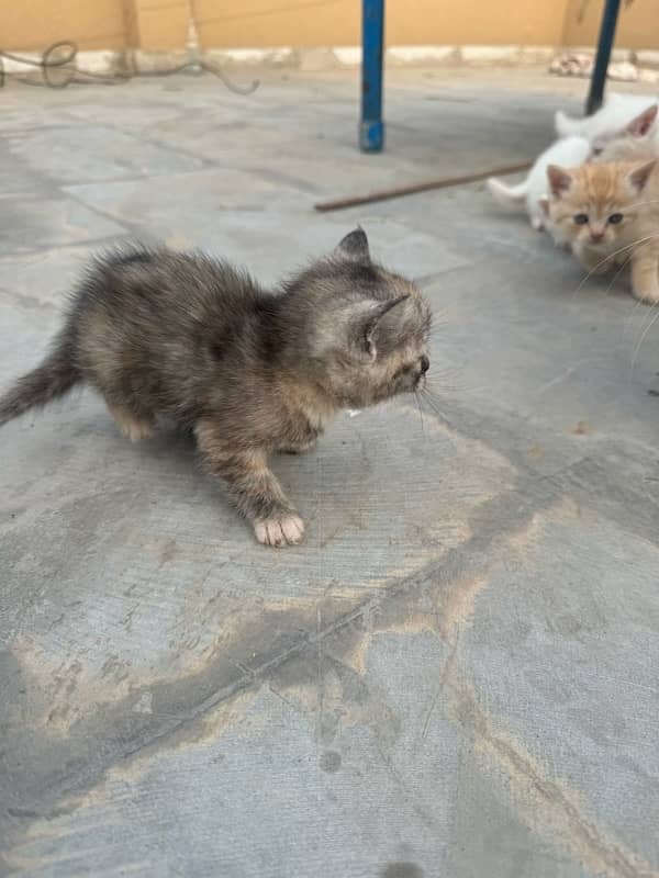 persian cat baby white brown black brown 6