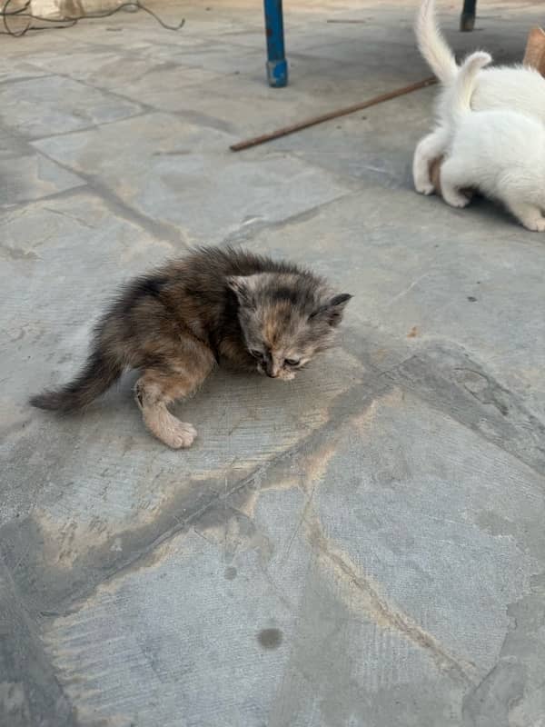 persian cat baby white brown black brown 7