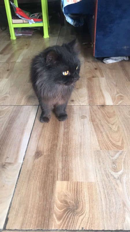 Persian kittens / cute kittens / triple Coated / kitten for sale 0