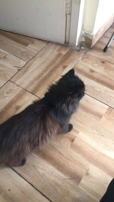 Persian kittens / cute kittens / triple Coated / kitten for sale 3