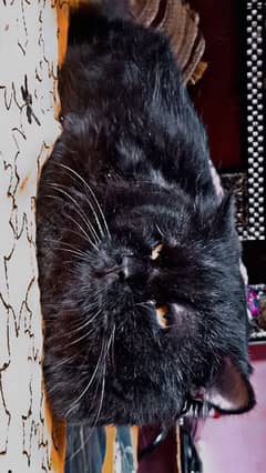 Pair of One black Male Cat and Mixed Female Cat