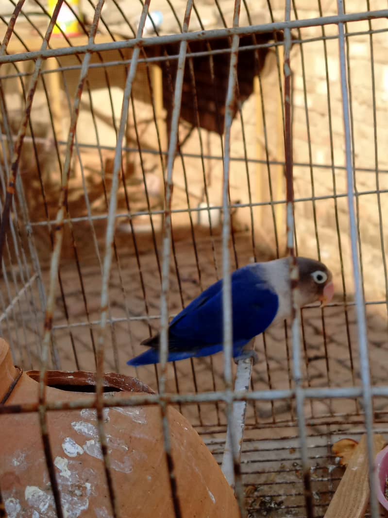 Love bird male available for sale 0