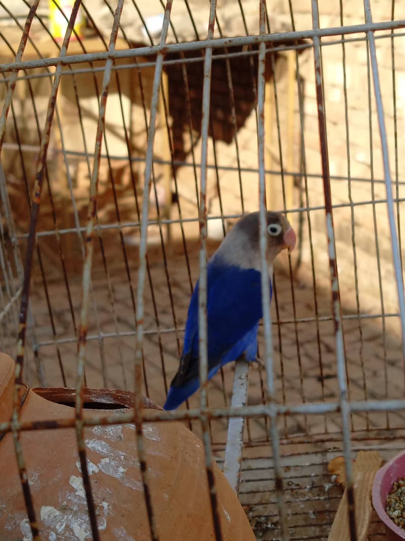 Love bird male available for sale 1