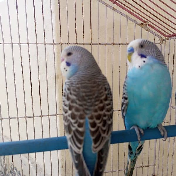 budgies adult patha mix 5 peice 03087879715 2