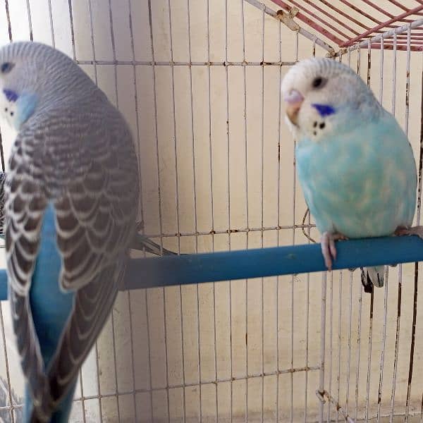 budgies adult patha mix 5 peice 03087879715 3