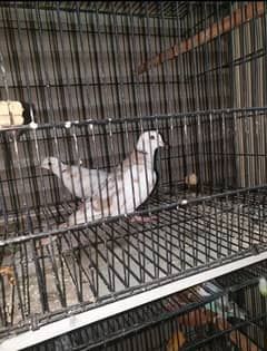 pied and brown khumra dove