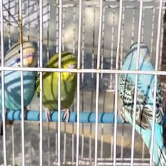 budgies