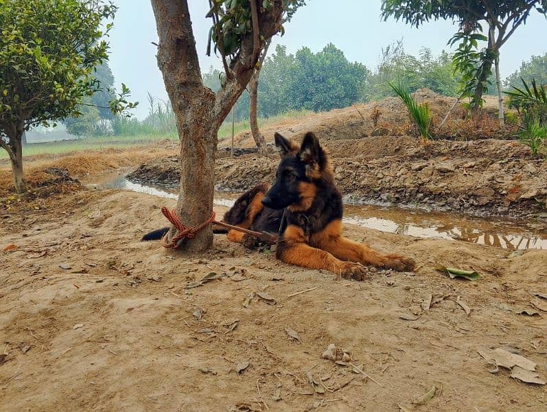 German Shepherd Puppies pair 0