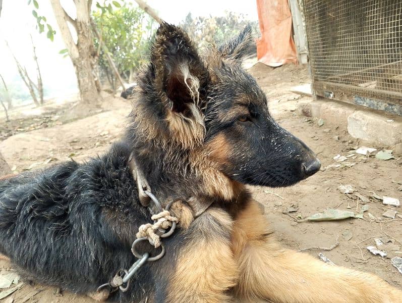 German Shepherd Puppies pair 1