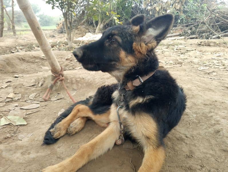 German Shepherd Puppies pair 2