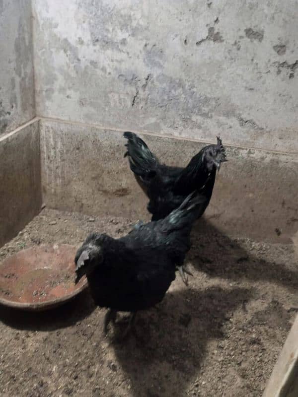 ayam cemani 0