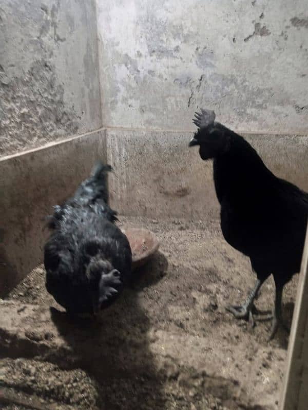 ayam cemani 1