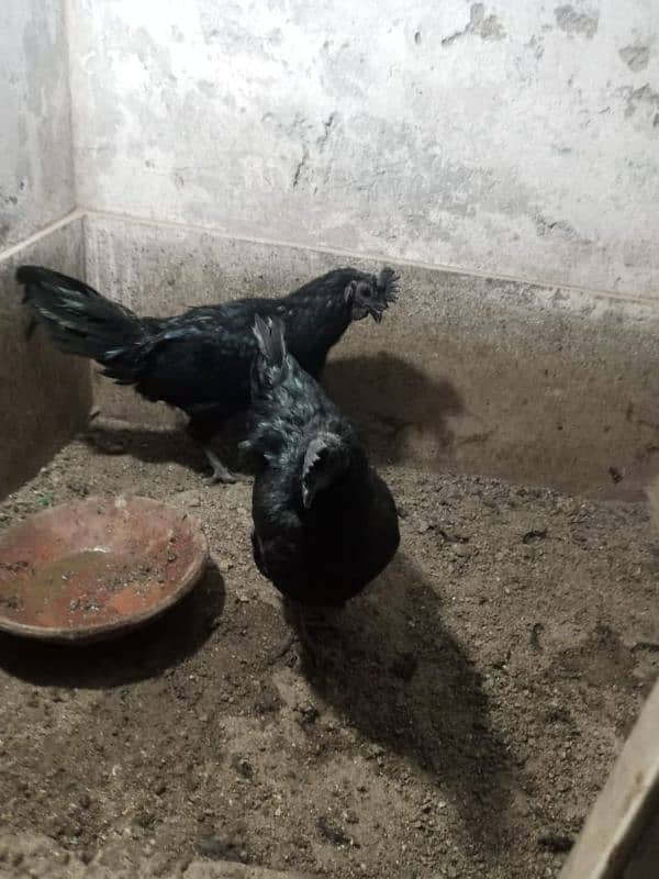 ayam cemani 2