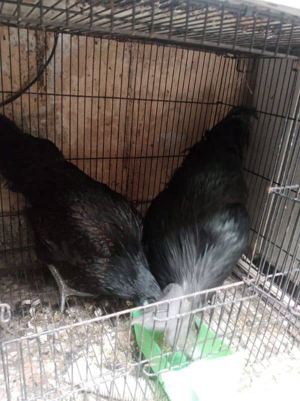 ayam cemani 3