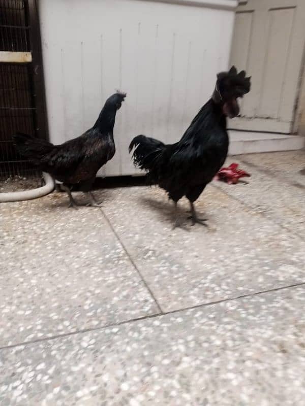 ayam cemani 4