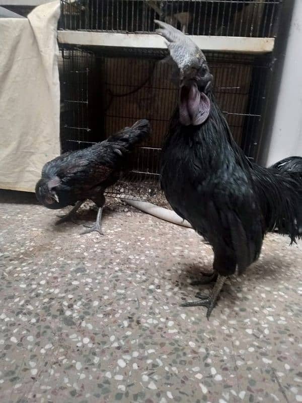 ayam cemani 5