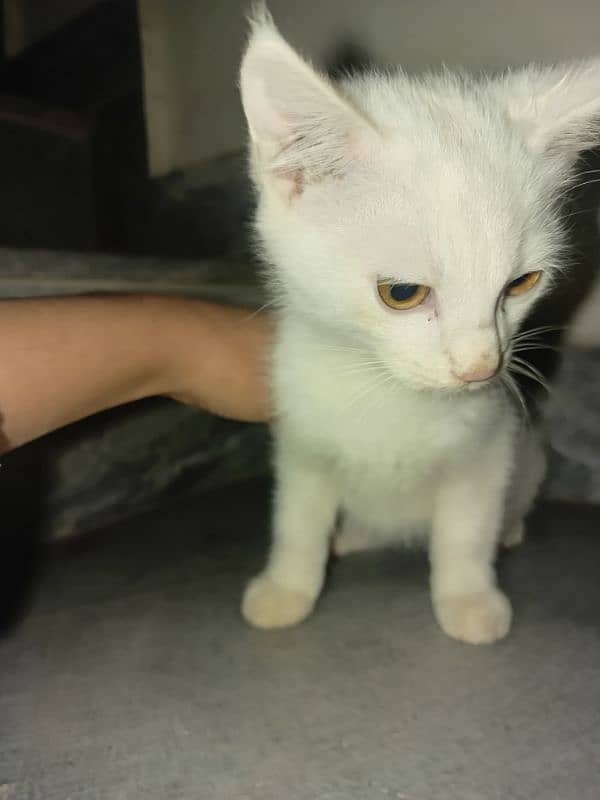 Persian White Male kitten and Female black kitten for sale 0