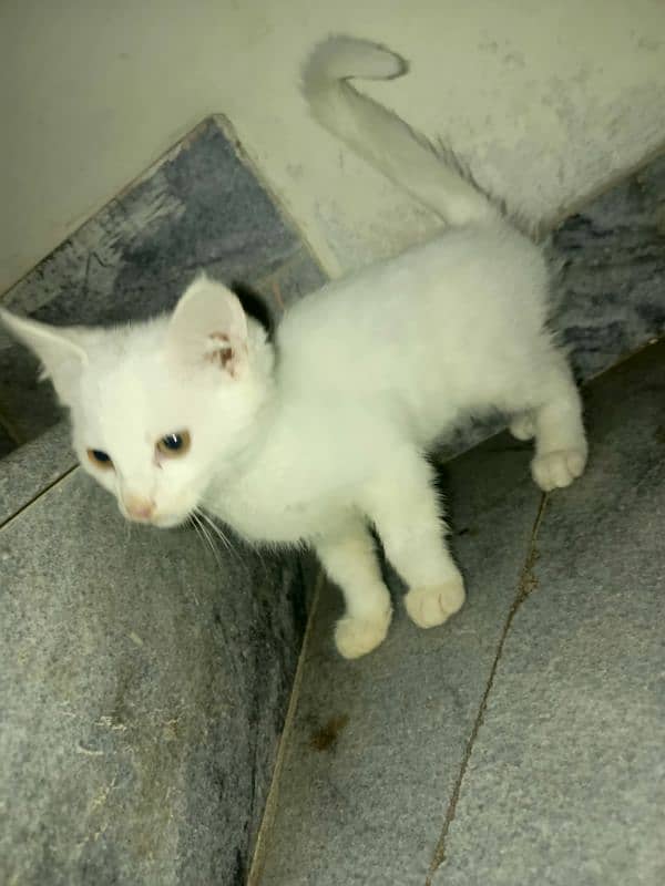 Persian White Male kitten and Female black kitten for sale 1