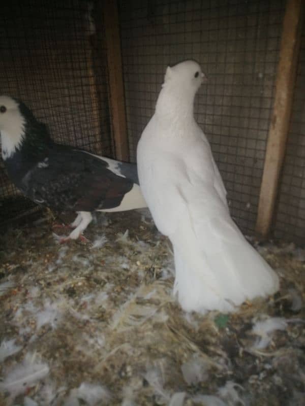 Fancy Pegions for Sale 2