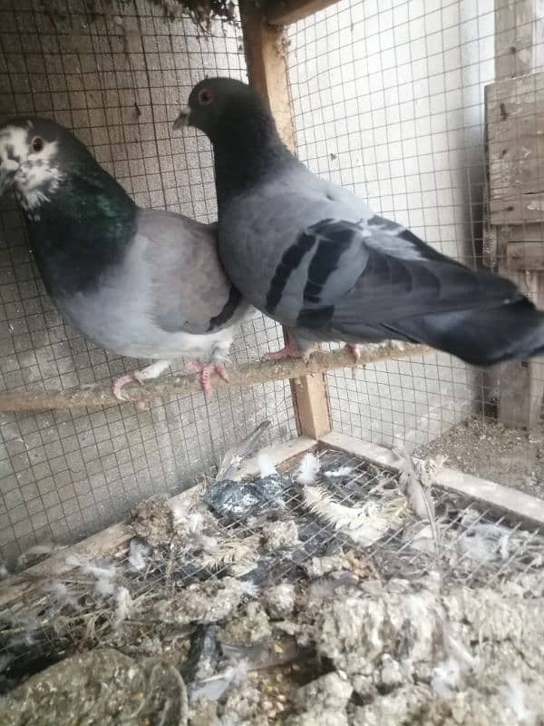 Fancy Pegions for Sale 4