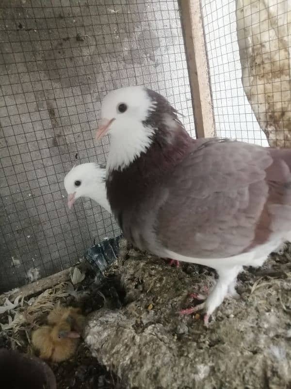 Fancy Pegions for Sale 5