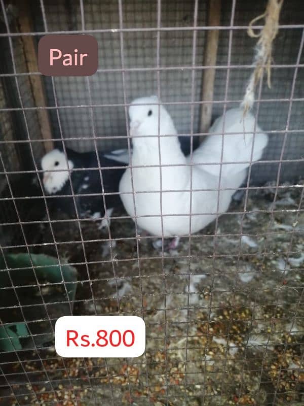 Fancy Pegions for Sale 6