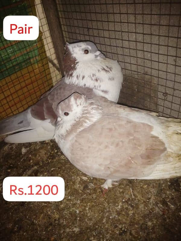 Fancy Pegions for Sale 11