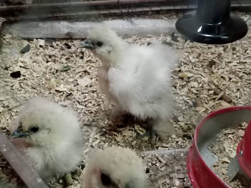 Silkies Hen Chicks Healthy Active 0