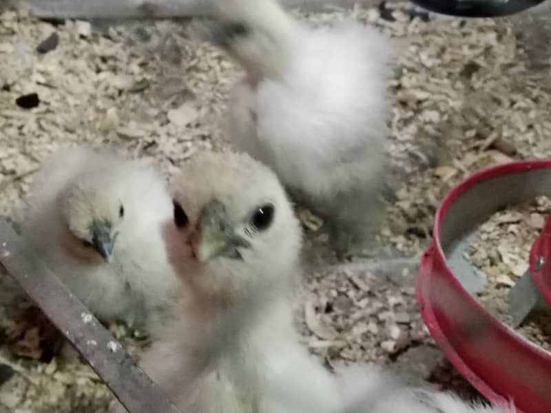 Silkies Hen Chicks Healthy Active 1