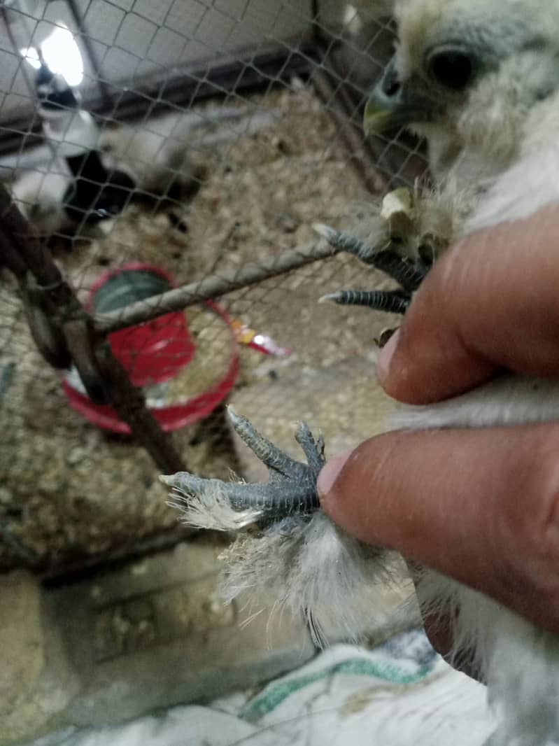 Silkies Hen Chicks Healthy Active 3