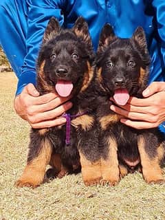 German Shepherd long coat pair 2 month for sale heavy structure