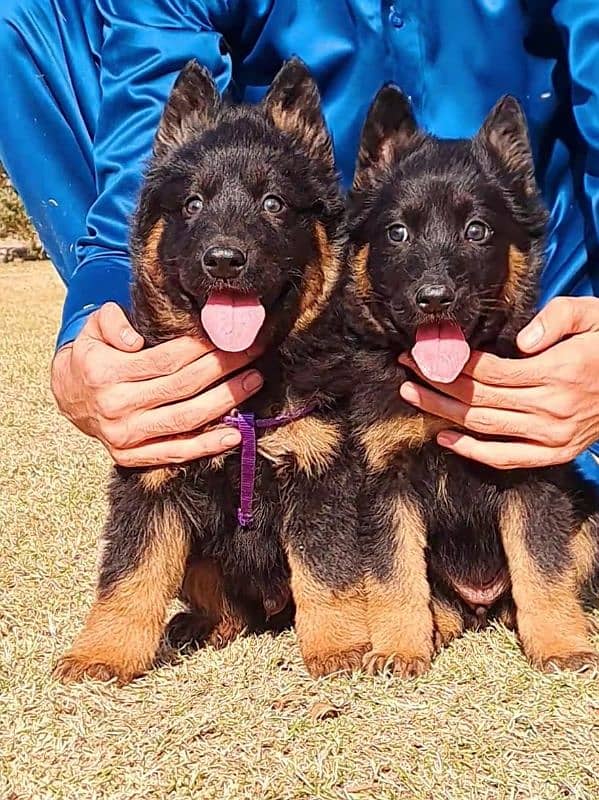 German Shepherd long coat pair 2 month for sale heavy structure 0