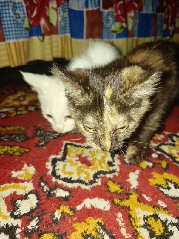 Persian White Male kitten and Female black kitten for sale 2