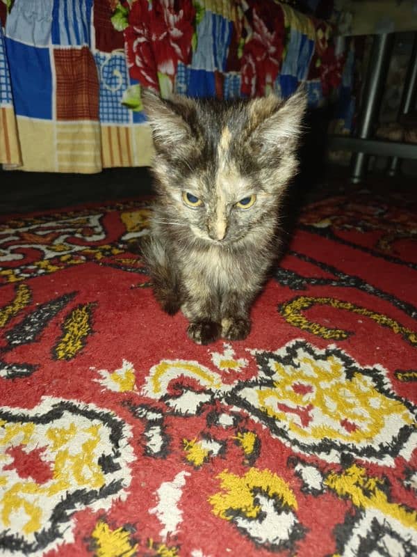 Persian White Male kitten and Female black kitten for sale 4