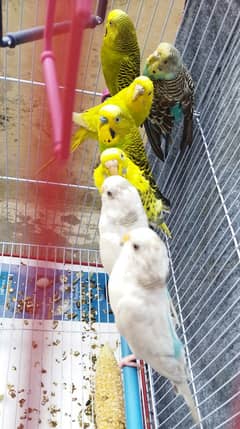 Budgie with Cage and Box