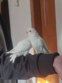 Hand Tame Albino Lovebirds