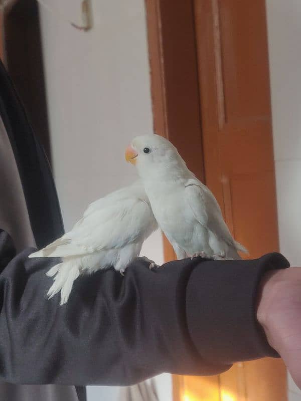 Hand Tame Albino Lovebirds 0