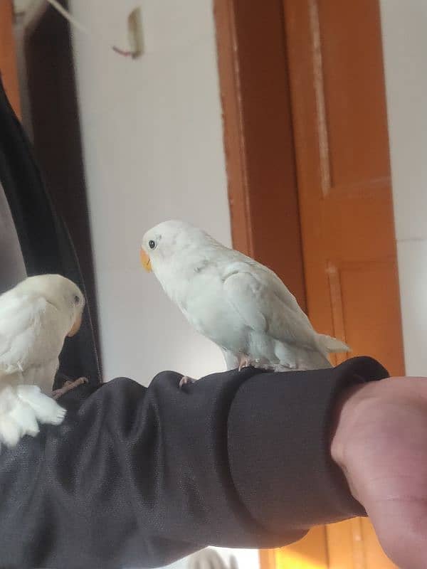 Hand Tame Albino Lovebirds 1