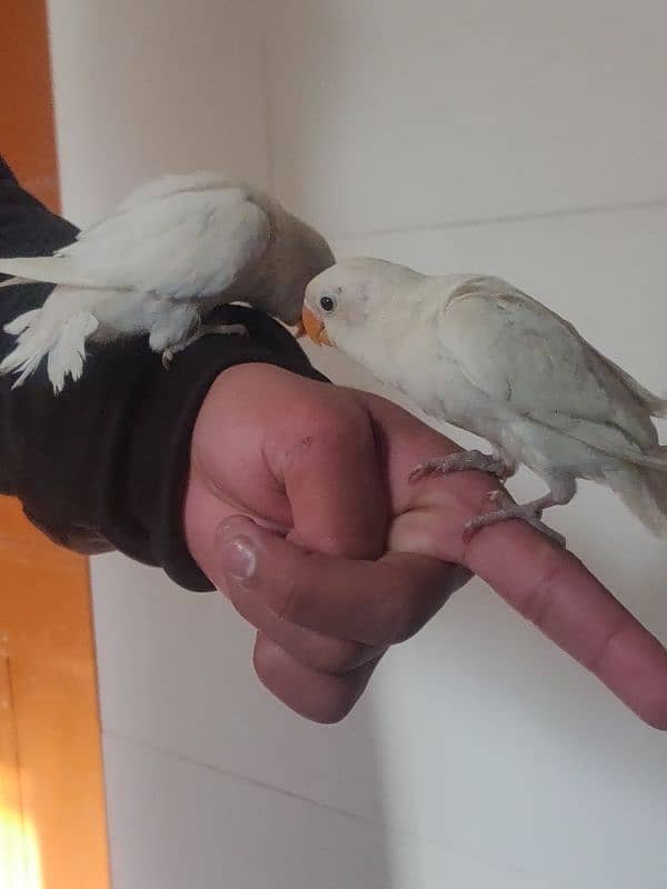 Hand Tame Albino Lovebirds 2