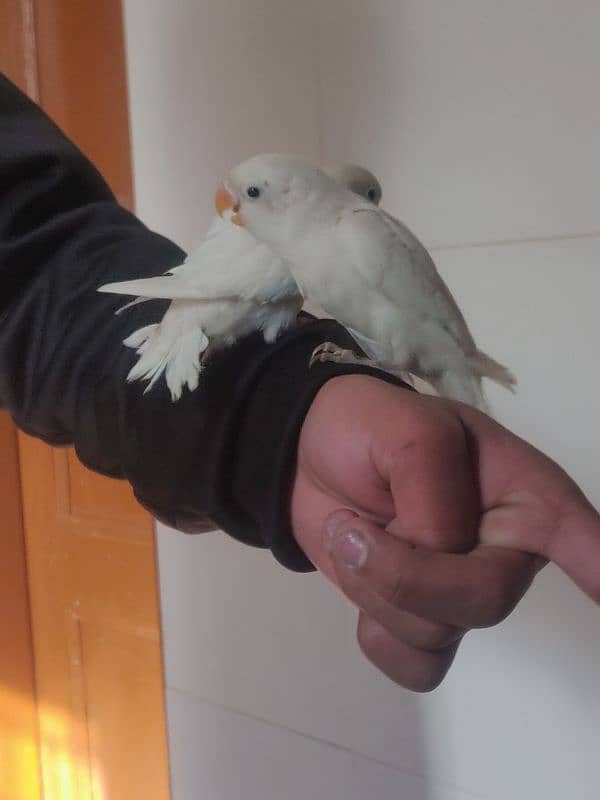 Hand Tame Albino Lovebirds 3