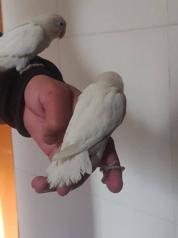 Hand Tame Albino Lovebirds 4