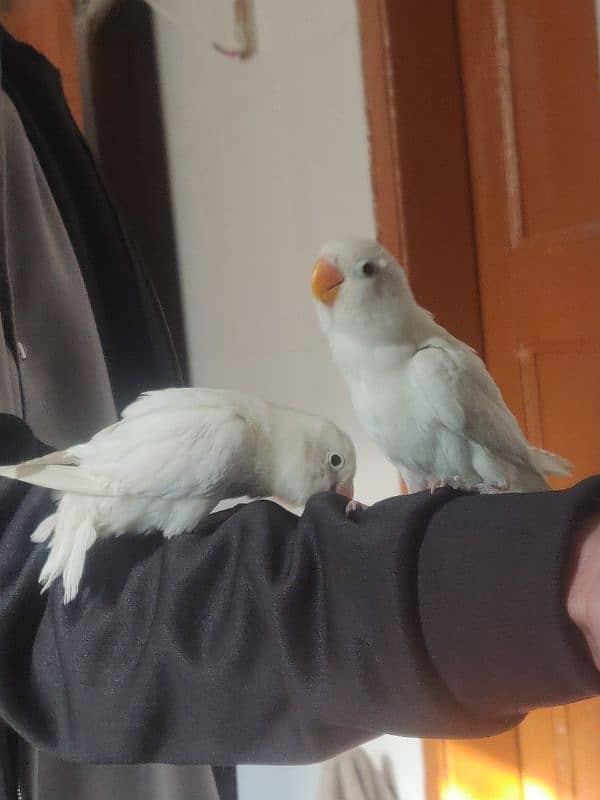 Hand Tame Albino Lovebirds 5