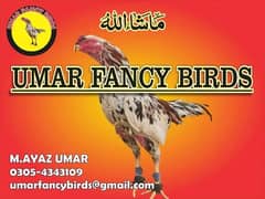 mianwali /thai pathy /quality/white heera /aseel pair/pure aseel hen