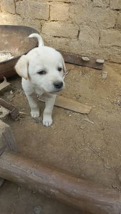 laberadore male urgent sale