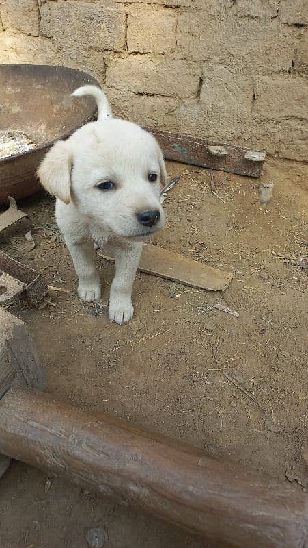 laberadore male urgent sale 0