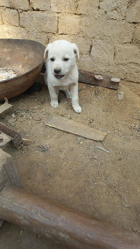 laberadore male urgent sale 2