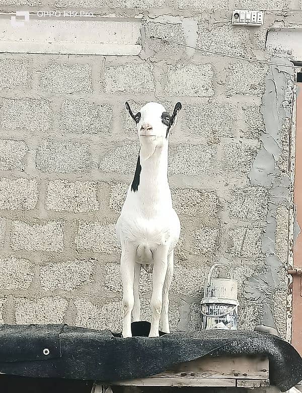 Ablack male and barbari goat 0